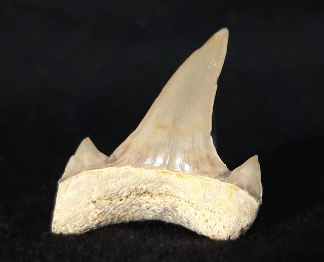 Cretalamna borealis (PRIEM 1897) - Bild &copy; FossNet FossilienStore